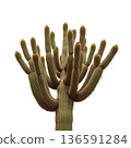 Desert Cactus Stands Tall With Numerous Arms Reaching Upward in Bright Light 136591284