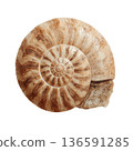 Large Brown Spiral Shell on White Background With Natural Patterns and Textures From the Ocean 136591285