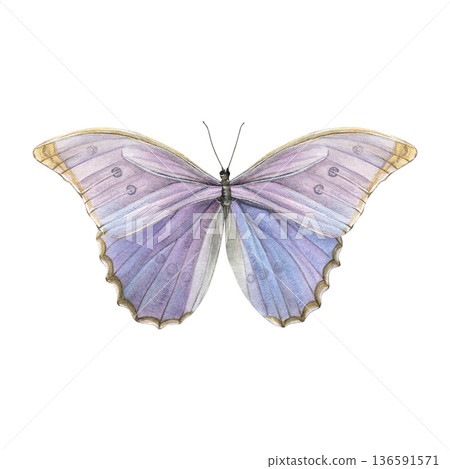 Iridescent lilac-blue butterfly. Watercolor of morpho isolated on a white background. Ideal for prints, stationery, packaging, patterns, branding and decor Iridescent lilac-blue butterfly. Watercolor of morpho isolated on a white background. Ideal for prints, stationery, packaging, patterns, branding and decor 136591571