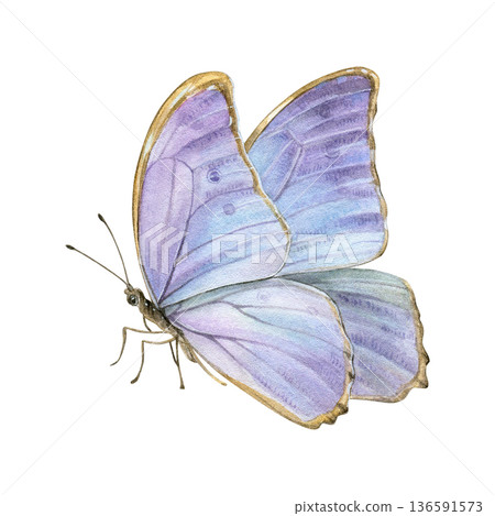 Watercolor illustration of a Morpho butterfly in side view with shimmering lilac-blue wings isolated on white background. Ideal for prints, stationery, packaging, branding and decor Watercolor illustration of a Morpho butterfly in side view with shimmering lilac-blue wings isolated on white background. Ideal for prints, stationery, packaging, branding and decor 136591573
