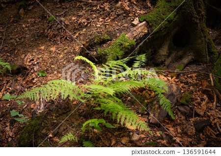 Green Fern Growing at the Base of an Old Forest Tree Green Fern Growing at the Base of an Old Forest Tree 136591644