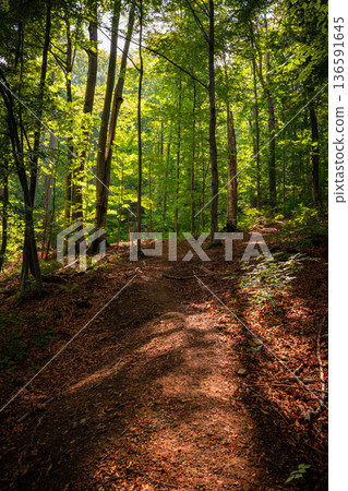 Forest Path Through Sunlit Green Woodland 136591645
