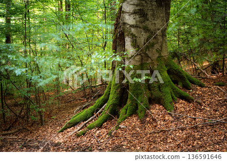 Moss Covered Tree Roots in a Green Forest Moss Covered Tree Roots in a Green Forest 136591646
