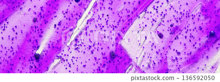 Purple and pink stained microscope slide with bacterial colonies and cellular 136592050