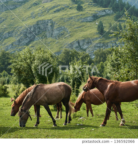 Horses grazing in lush mountainous landscape with green hills and trees under Horses grazing in lush mountainous landscape with green hills and trees under 136592066