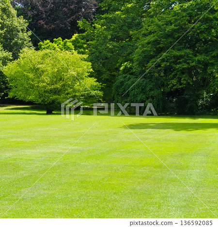 Lush green grass field surrounded by diverse deciduous trees 136592085