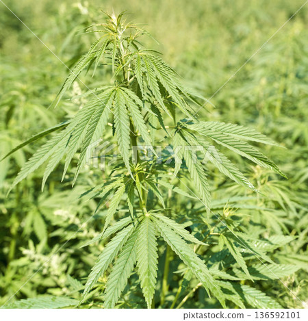 Lush green hemp plant growing in sunlit field with clear blue sky in background 136592101