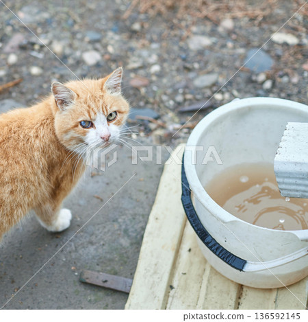 Ginger cat near white bucket with rainwater on outdoor pavement surface Ginger cat near white bucket with rainwater on outdoor pavement surface 136592145