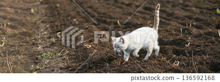 White cat walking on freshly plowed field in a rural agricultural setting White cat walking on freshly plowed field in a rural agricultural setting 136592168