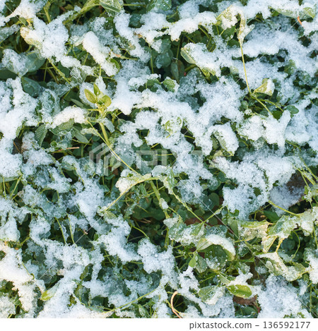 Snow-dusted green leaves in winter garden scenery capturing natures seasonal Snow-dusted green leaves in winter garden scenery capturing natures seasonal 136592177
