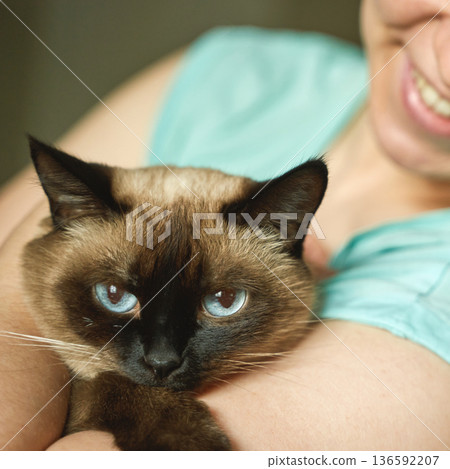 Female holding siamese cat with blue eyes, smiling caucasian woman and content Female holding siamese cat with blue eyes, smiling caucasian woman and content 136592207