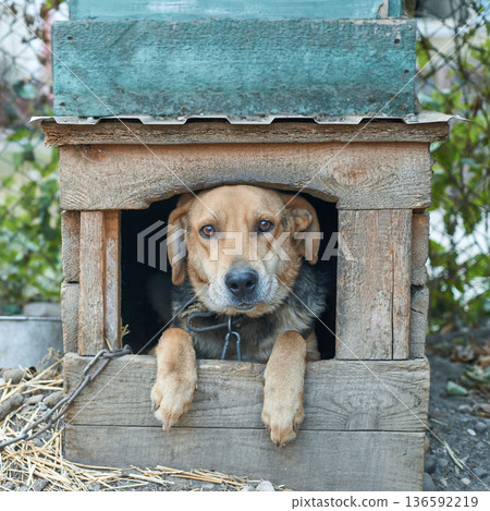 Brown dog relaxing in rustic wooden doghouse outdoors with content expression 136592219