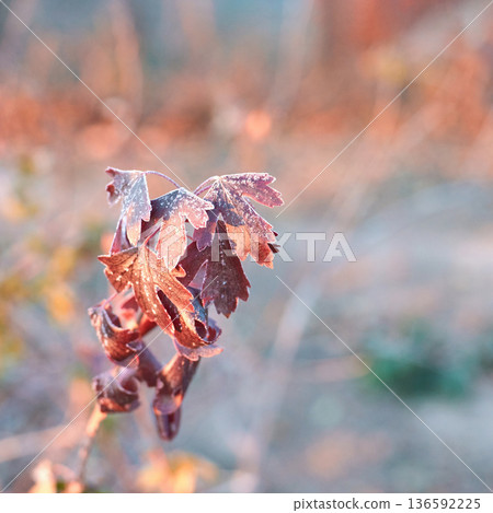 Close-up of frost-covered autumn leaves in soft morning light Close-up of frost-covered autumn leaves in soft morning light 136592225