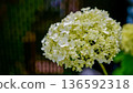 Close-up of white hydrangea flower cluster with soft petals and green foliage in a blurred background, showcasing natural beauty and detail 136592318