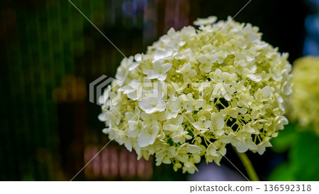 Close-up of white hydrangea flower cluster with soft petals and green foliage in a blurred background, showcasing natural beauty and detail Close-up of white hydrangea flower cluster with soft petals and green foliage in a blurred background, showcasing natural beauty and detail 136592318