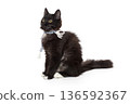 Cute black kitten in a blue scarf 136592367