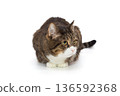 Beautiful gray tabby cat lies 136592368