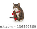 Beautiful grey cat in a red and green scarf 136592369