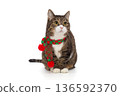 Very handsome and serious grey cat in a red scarf 136592370