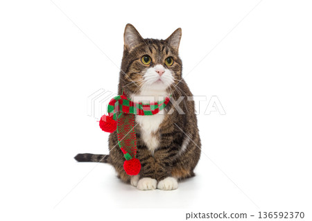 Very handsome and serious grey cat in a red scarf Very handsome and serious grey cat in a red scarf 136592370