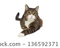 Brutal grey cat sits in a proud pose 136592371