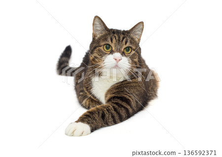 Brutal grey cat sits in a proud pose Brutal grey cat sits in a proud pose 136592371