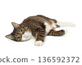 Large grey cat lies in a relaxed position 136592372