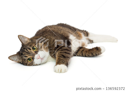Large grey cat lies in a relaxed position 136592372