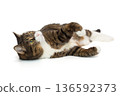 Large grey cat lies  and looks up 136592373