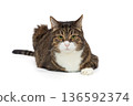Brutal grey cat sits in a proud pose 136592374