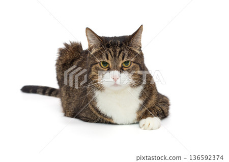 Brutal grey cat sits in a proud pose Brutal grey cat sits in a proud pose 136592374