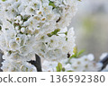 A branch of cherry blossoms blooming in spring  136592380