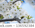 A branch of cherry blossoms blooming in spring  136592384