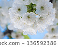 A branch of cherry blossoms blooming in spring  136592386
