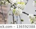 A branch of cherry blossoms blooming in spring  136592388