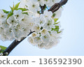 A branch of cherry blossoms blooming in spring  136592390