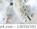 A branch of cherry blossoms blooming in spring  136592391