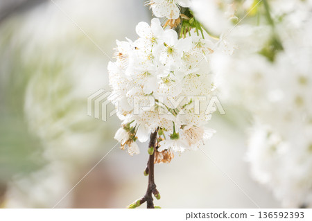 A branch of cherry blossoms blooming in spring A branch of cherry blossoms blooming in spring 136592393