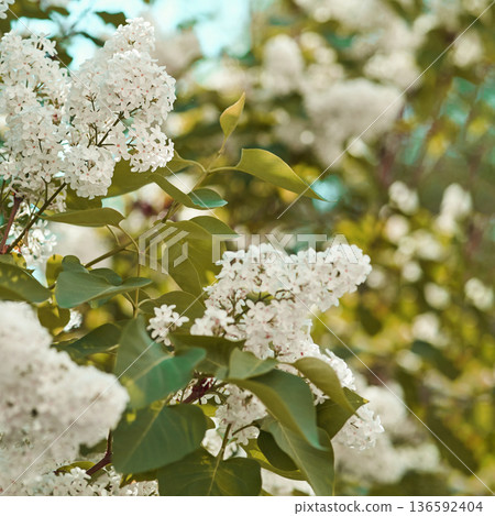 Blooming white lilac flowers in spring garden with lush green leaves and soft Blooming white lilac flowers in spring garden with lush green leaves and soft 136592404