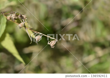 Creeping bellflower 136592411