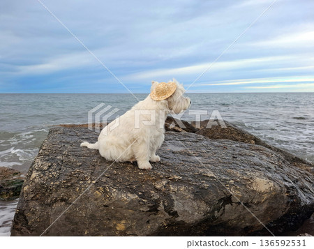 A small white dog is sitting on a large rock near the ocean. The dog is wearing a hat and looking out at the water with waves. The sky is filled with clouds and there is a sense of open space. A small white dog is sitting on a large rock near the ocean. The dog is wearing a hat and looking out at the water with waves. The sky is filled with clouds and there is a sense of open space. 136592531