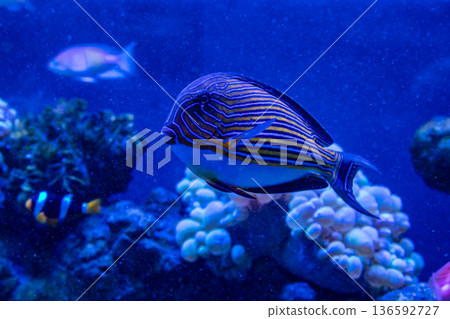 Acanthurus lineatus fish 136592727