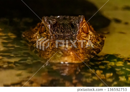 krakodil eyes smooth-eyed caiman 136592753