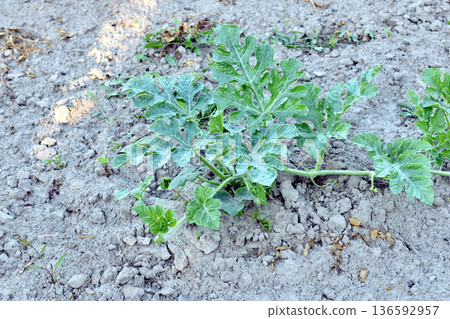 A watermelon plantation grows in the garden. A watermelon plantation grows in the garden. 136592957
