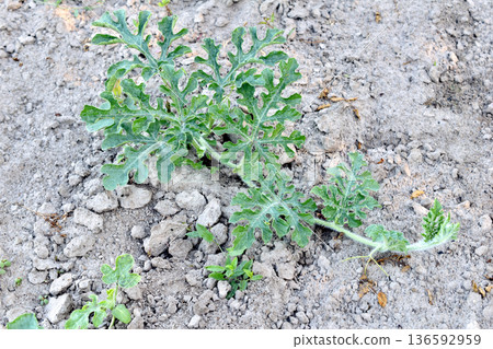A watermelon plantation grows in the garden. 136592959