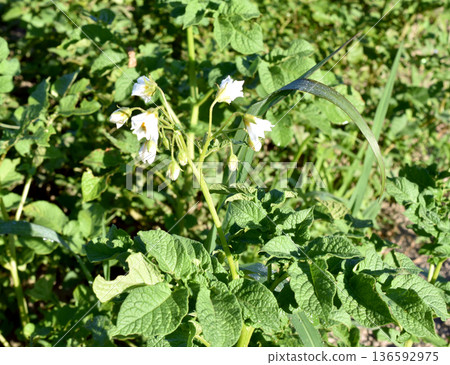 White flowering potatoes in green leaves. Farming, growing crops, pests for vegetable crops 136592975