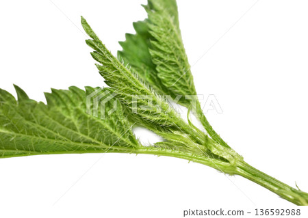 Stinging nettle leaves. Stinging nettle leaves. 136592988