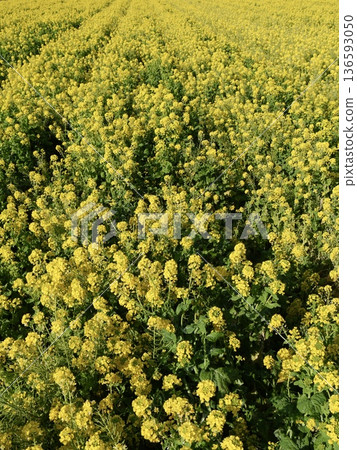 春天的油菜花田 春天的油菜花田 136593050