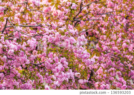 beautiful spring background of sakura tree in full bloom. vibrant pink cherry blossom floral pattern. copy space among blurred branches in park. backdrop in bright light. japanese symbol of springtime beautiful spring background of sakura tree in full bloom. vibrant pink cherry blossom floral pattern. copy space among blurred branches in park. backdrop in bright light. japanese symbol of springtime 136593203