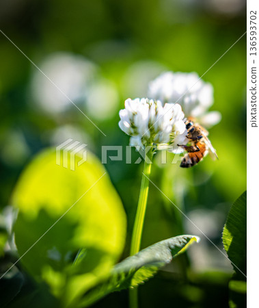 白三葉草和蜜蜂_垂直 136593702